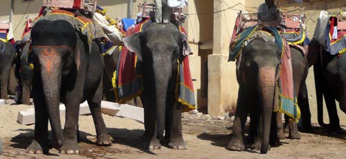 Gli elefanti di Amer Fort