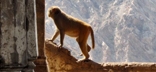 Um macaco de Jaipur no templo