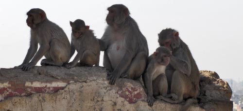 family of monkeys jaipur