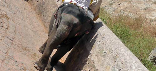 Les éléphants de Jaipur